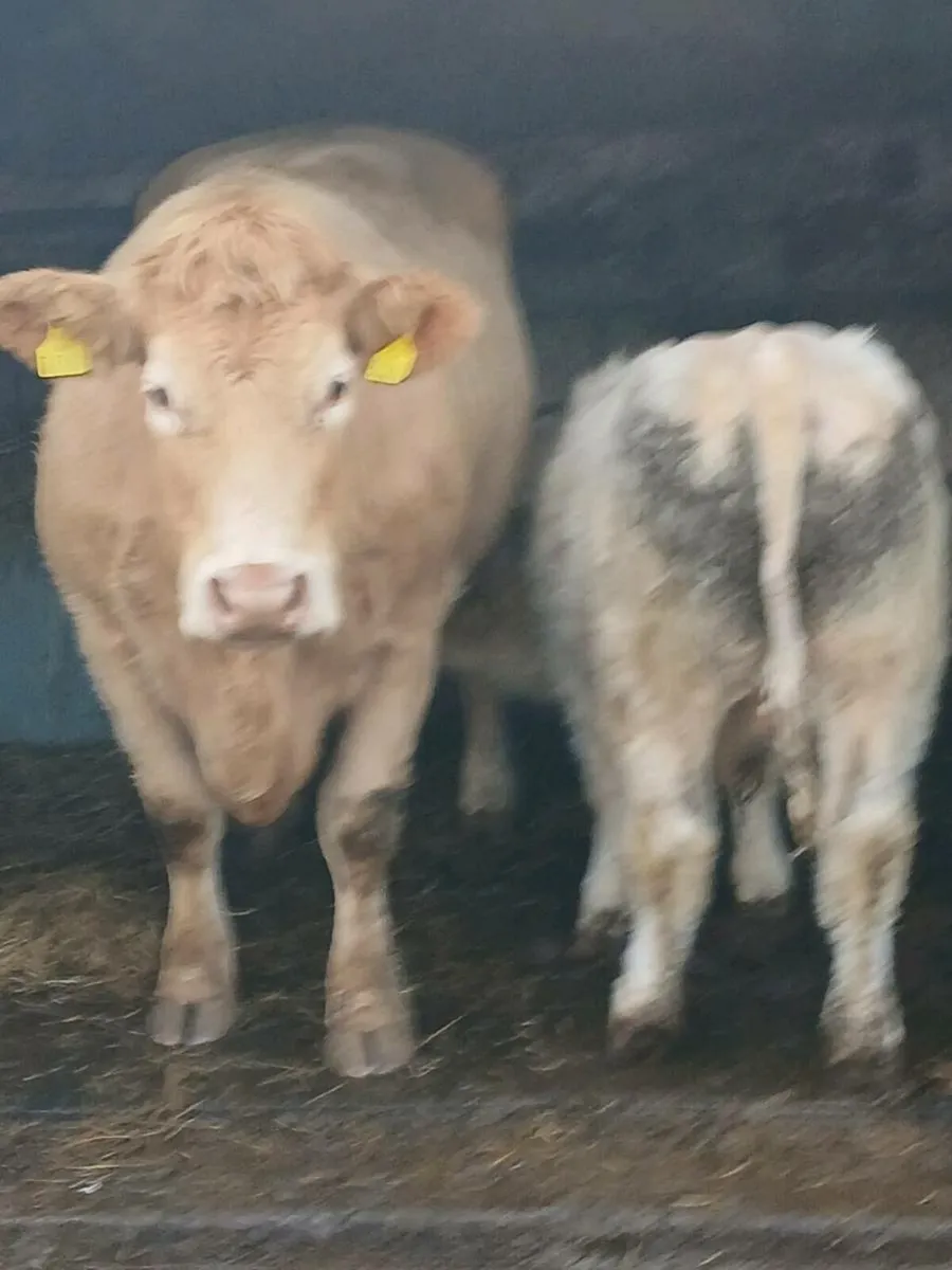 Charolais cow - Image 1