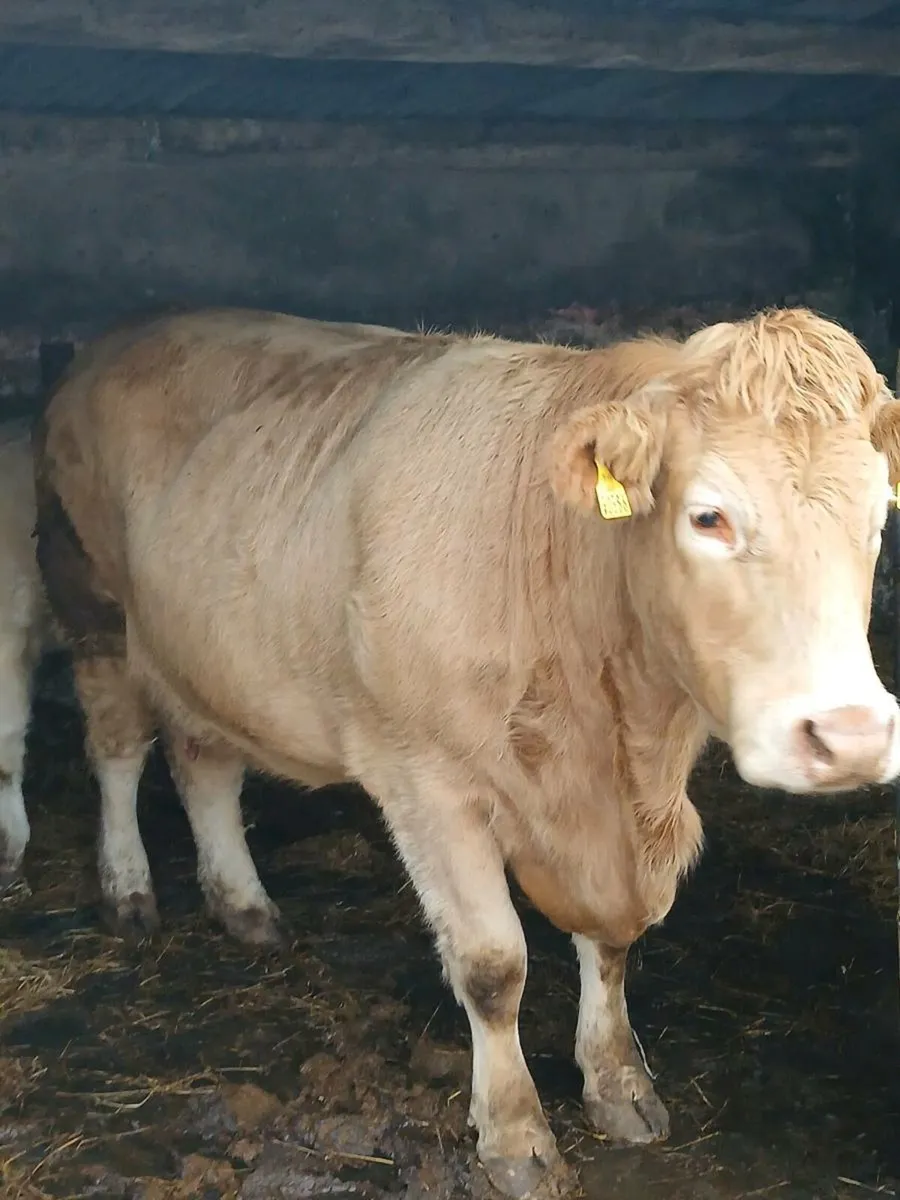 Charolais cow - Image 2