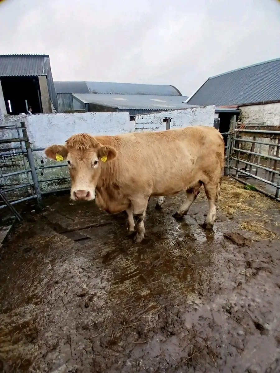 Charolais cow - Image 3