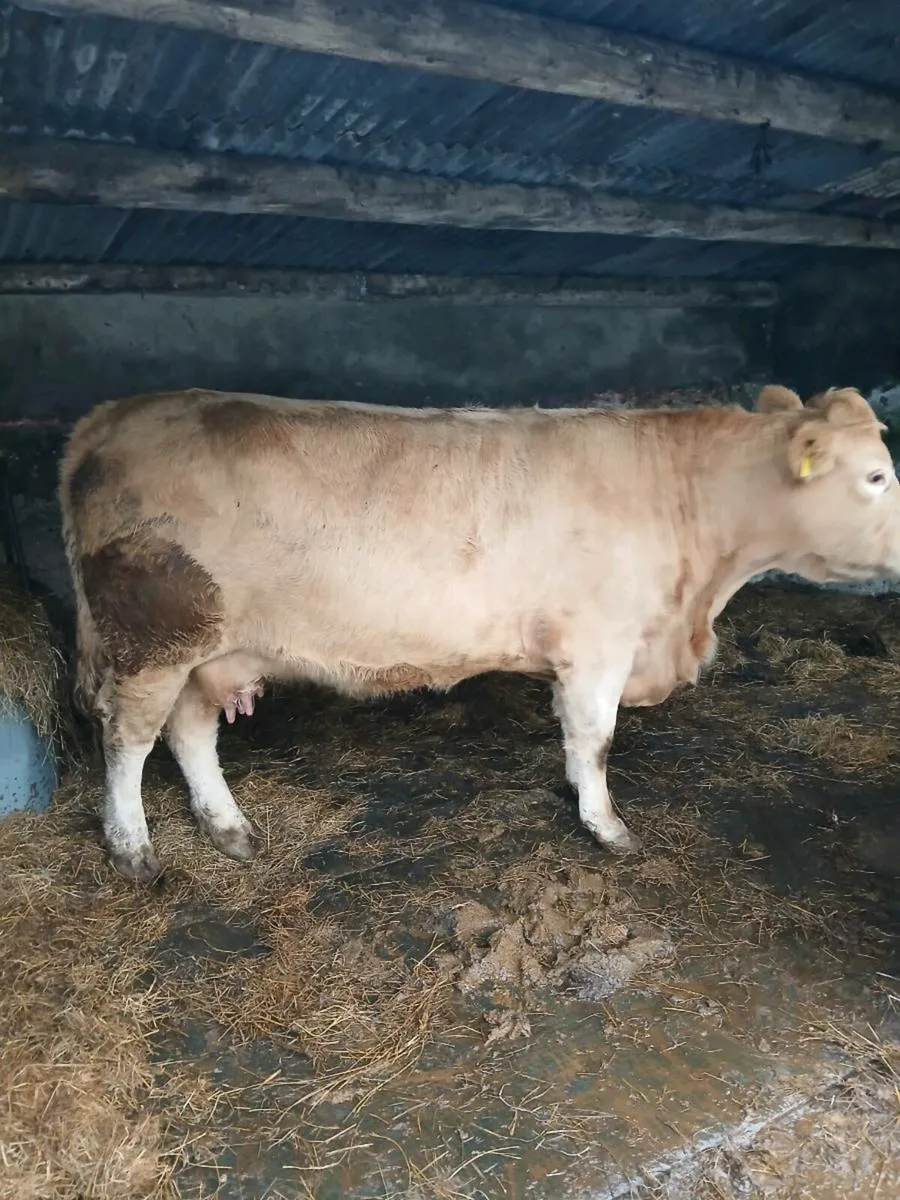Charolais cow - Image 4