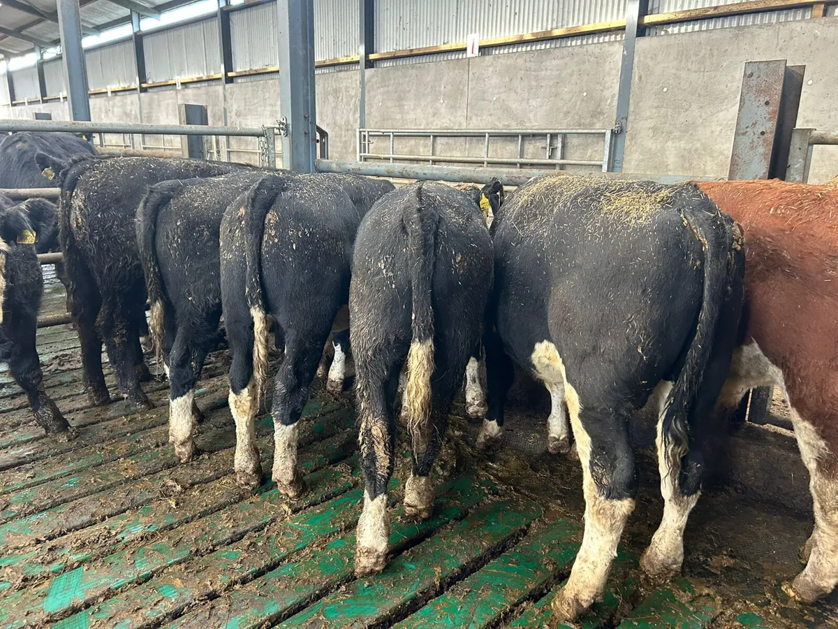 12 SPRING BORN HEREFORD BULLS - Image 4