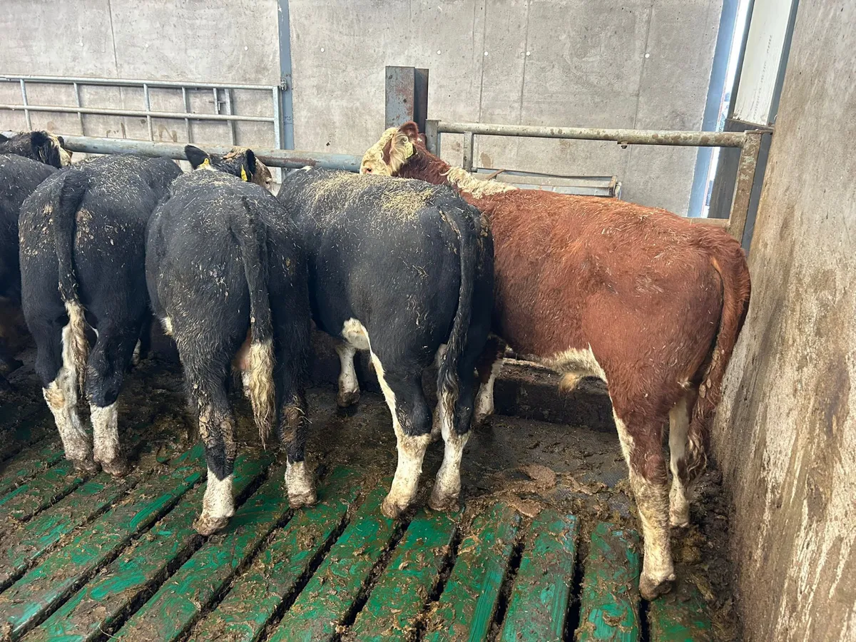 12 SPRING BORN HEREFORD BULLS - Image 2