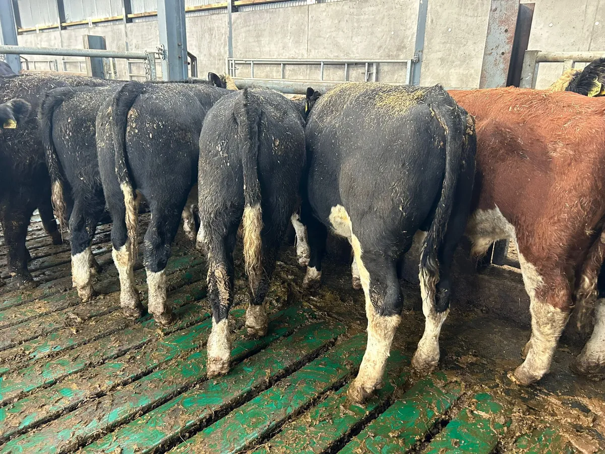 12 SPRING BORN HEREFORD BULLS - Image 1