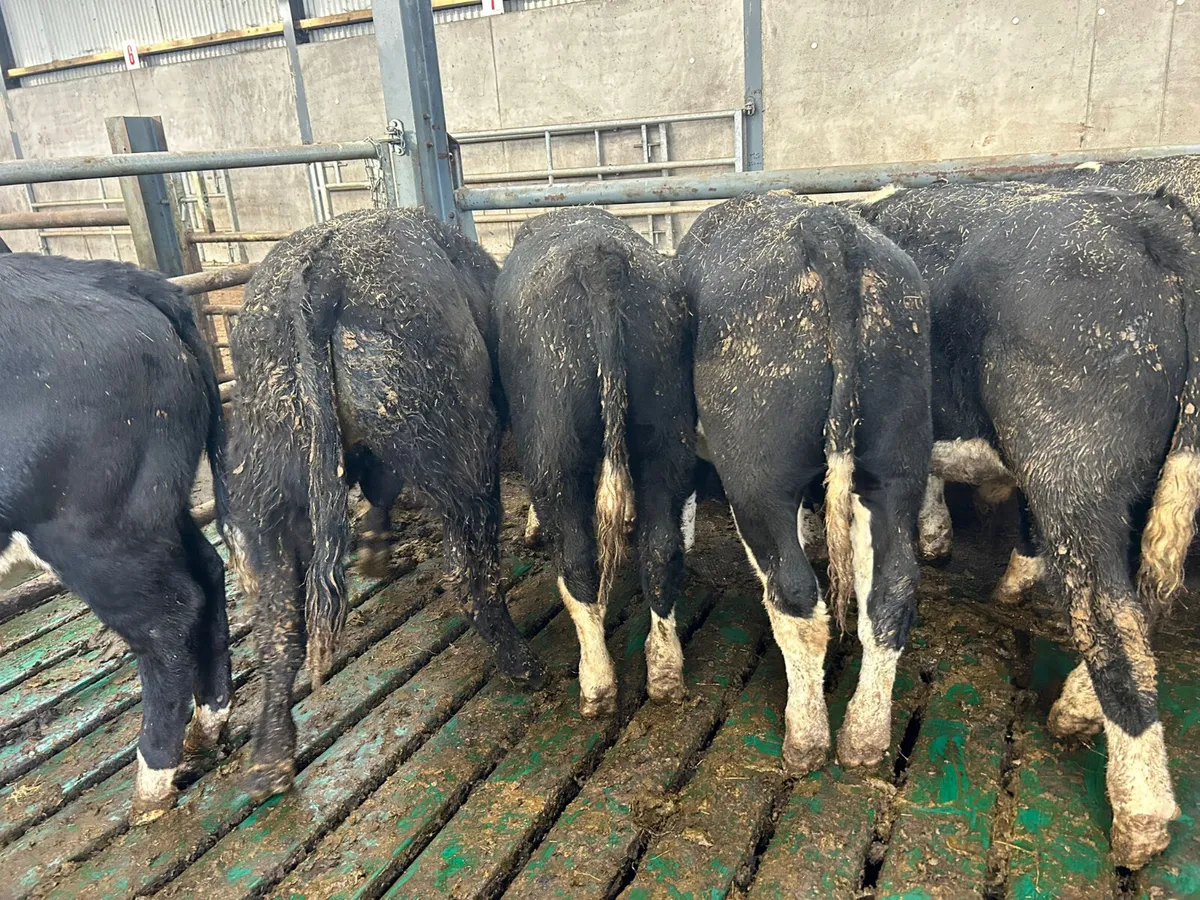 12 SPRING BORN HEREFORD BULLS - Image 3