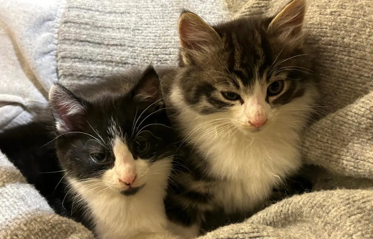 3 Kittens - Fluffy Tabby & Black & White, - Image 2