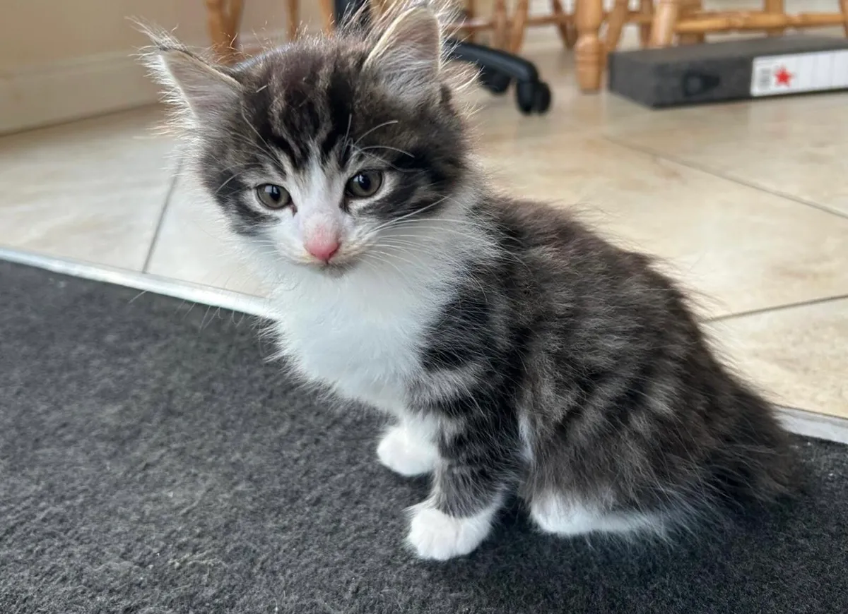 3 Kittens - Fluffy Tabby & Black & White, - Image 3
