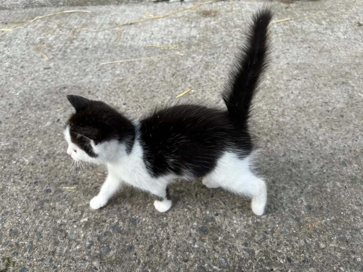 3 Kittens - Fluffy Tabby & Black & White, - Image 4
