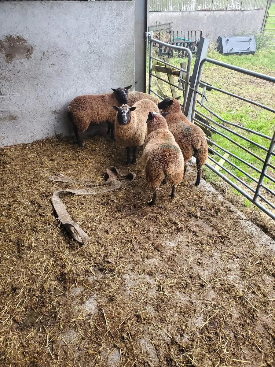 Lambs for sale - Image 1