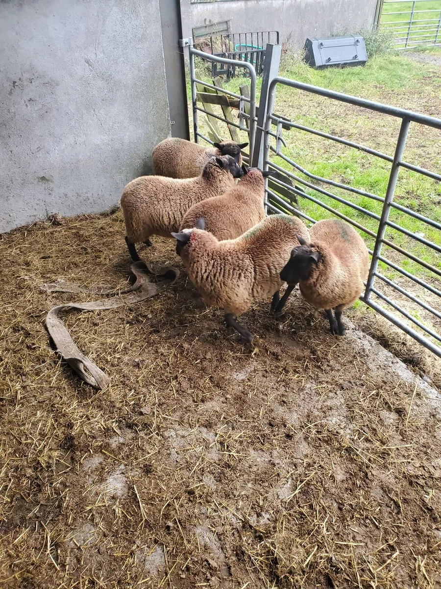 Lambs for sale - Image 3