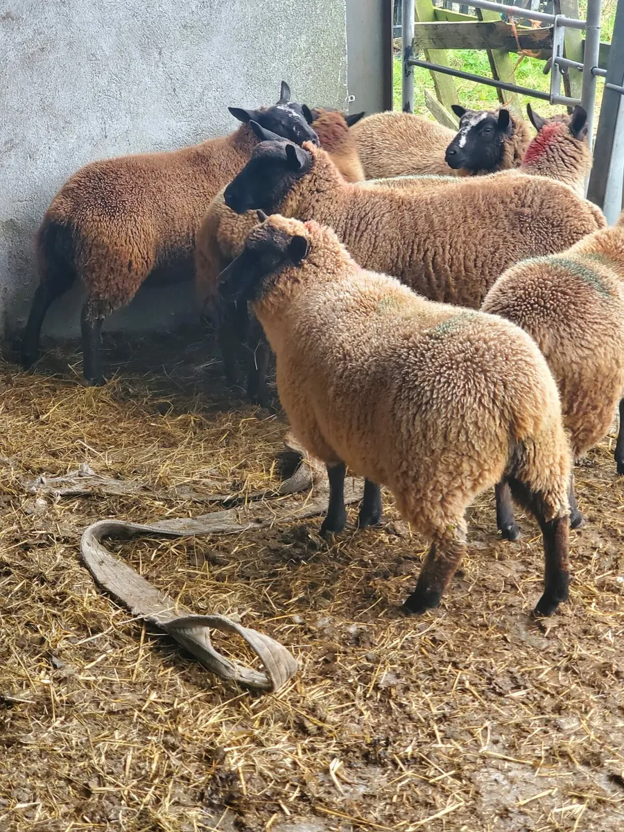 Lambs for sale - Image 4