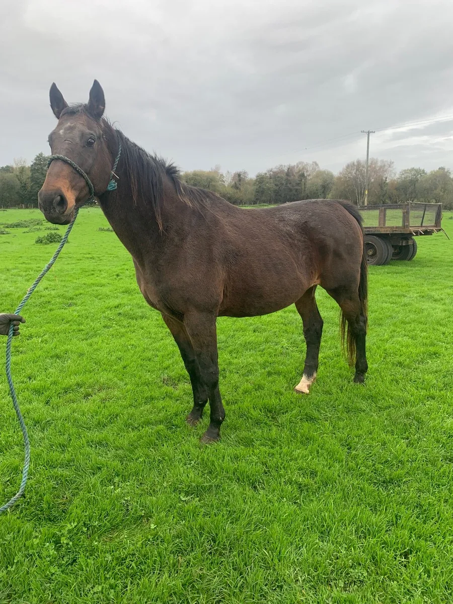 Broodmare/ companion - Image 1