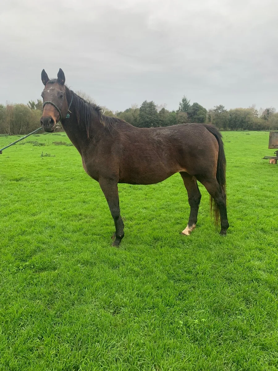 Broodmare/ companion - Image 2