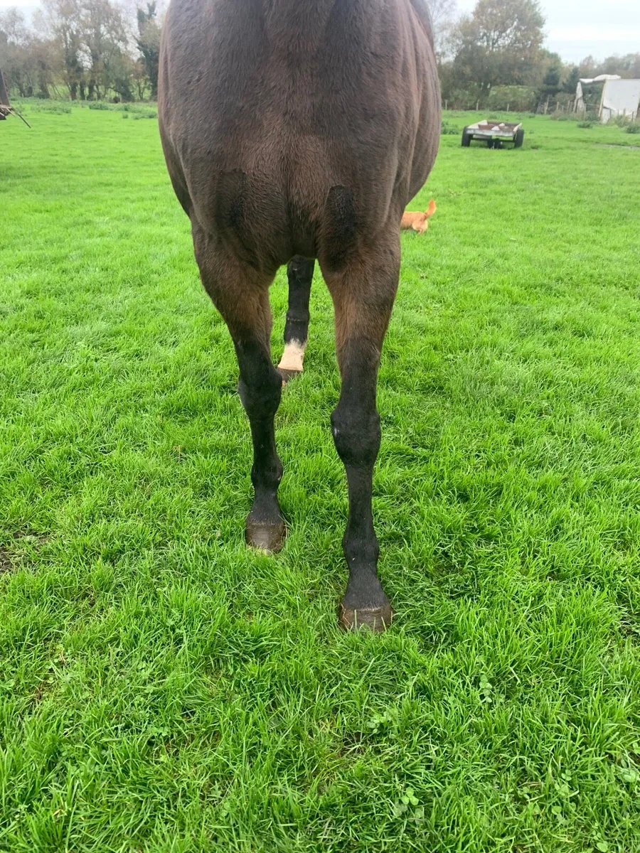Broodmare/ companion - Image 3