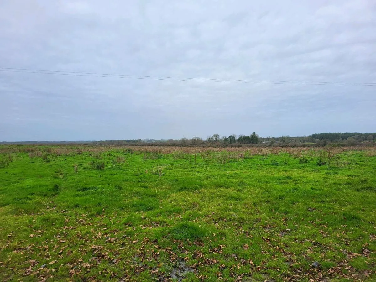 Grass for horses - Image 1