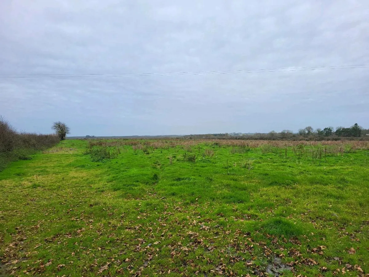 Grass for horses - Image 2