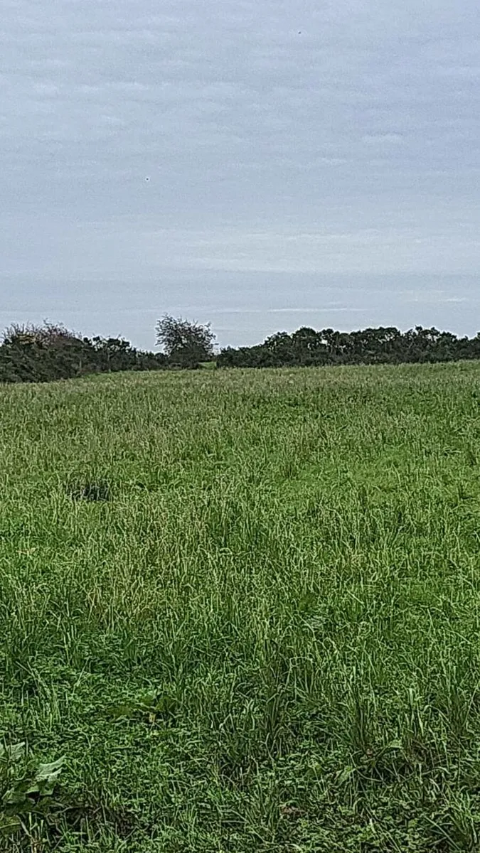Grass for horses - Image 3