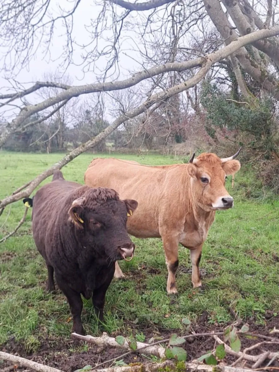 Jersey x aubrac cow - Image 3