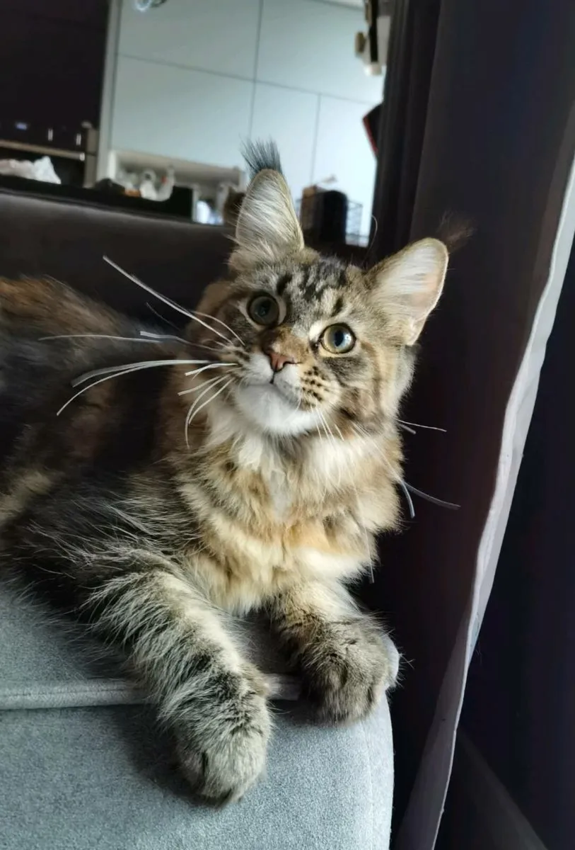 Pedigree and egistered maine coon kitten - Image 1