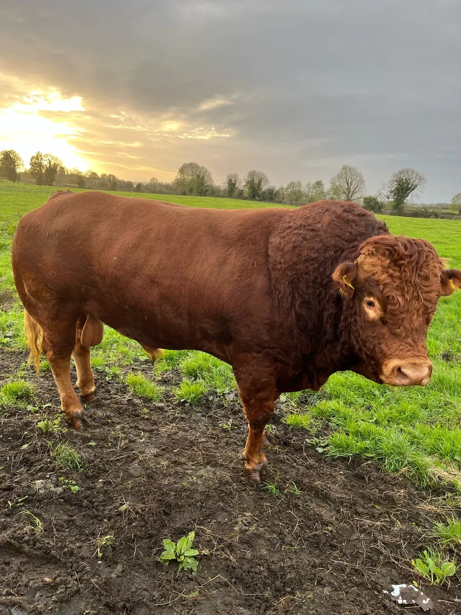 Bull for sale - Image 1