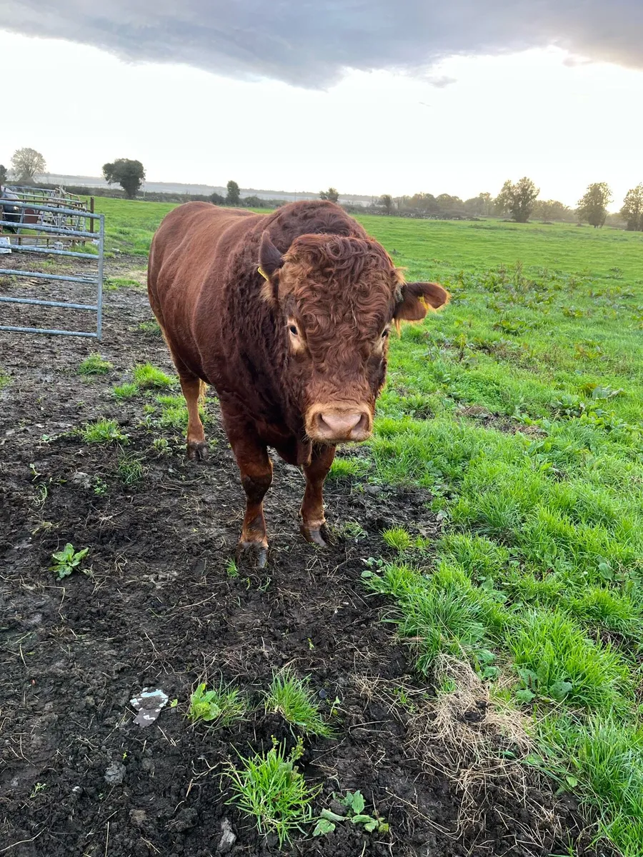 Bull for sale - Image 2