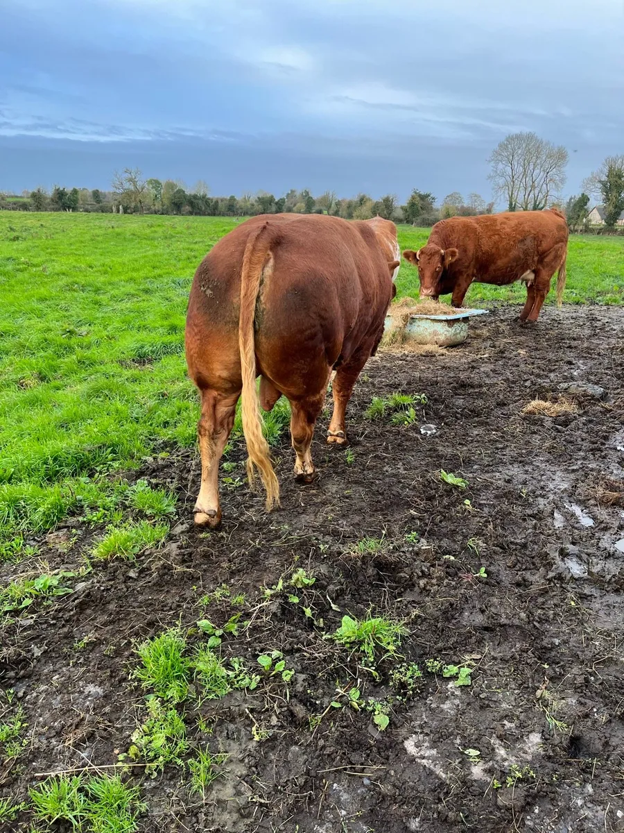 Bull for sale - Image 3