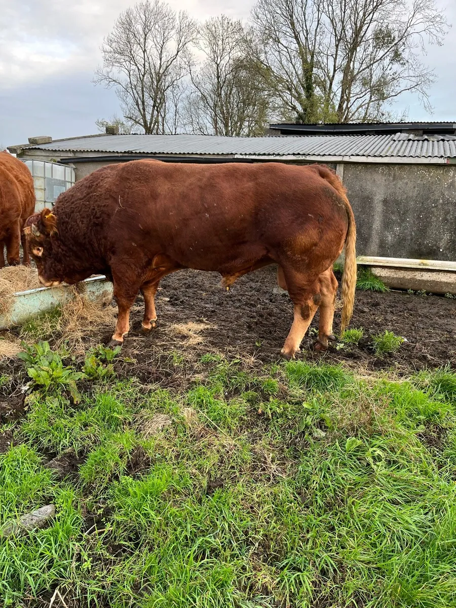 Bull for sale - Image 4