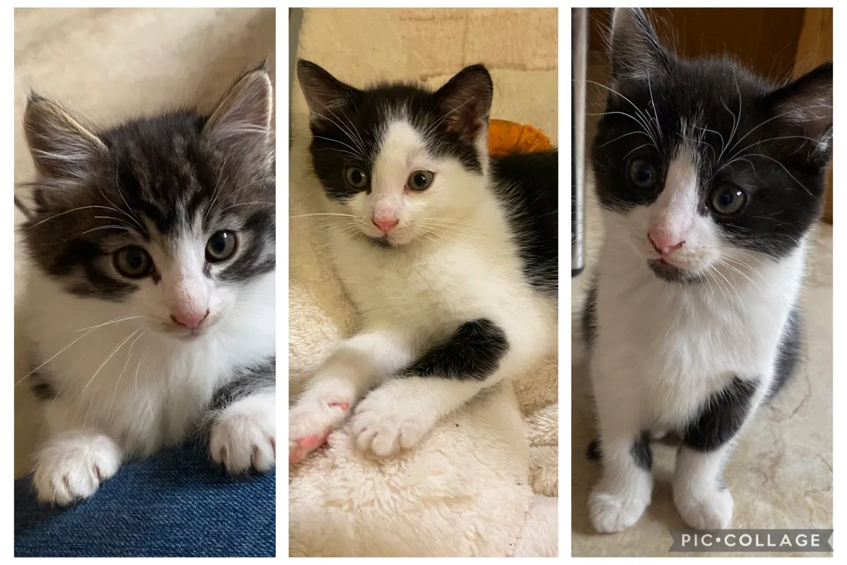 3 Kittens - Fluffy Tabby & Black & White, - Image 1