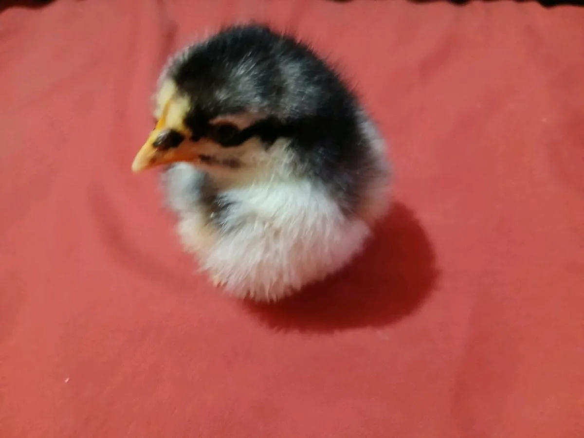Chicks - Image 1