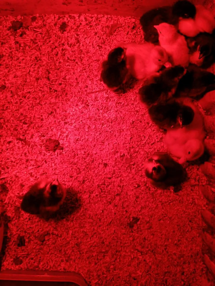 Chicks - Image 2