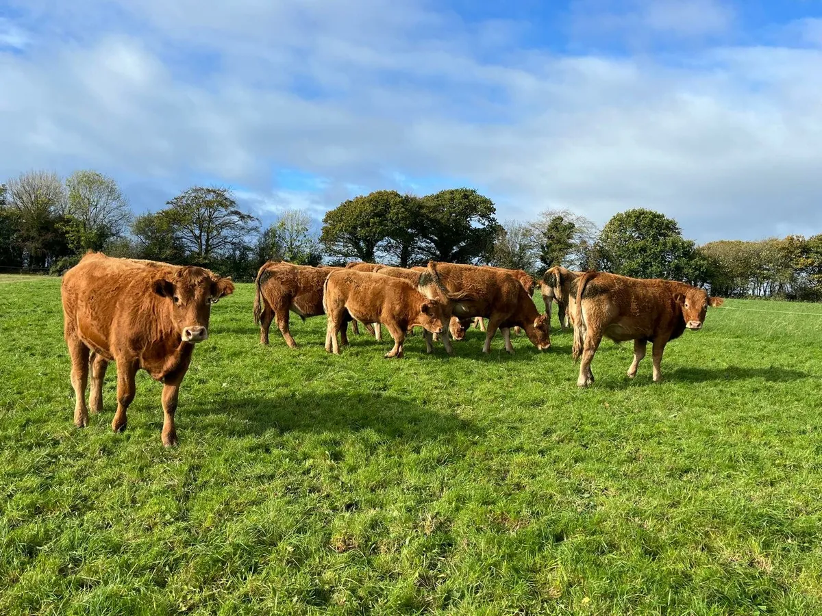 30 Bullocks Enniscorthy Mart Tuesday 28th October - Image 1