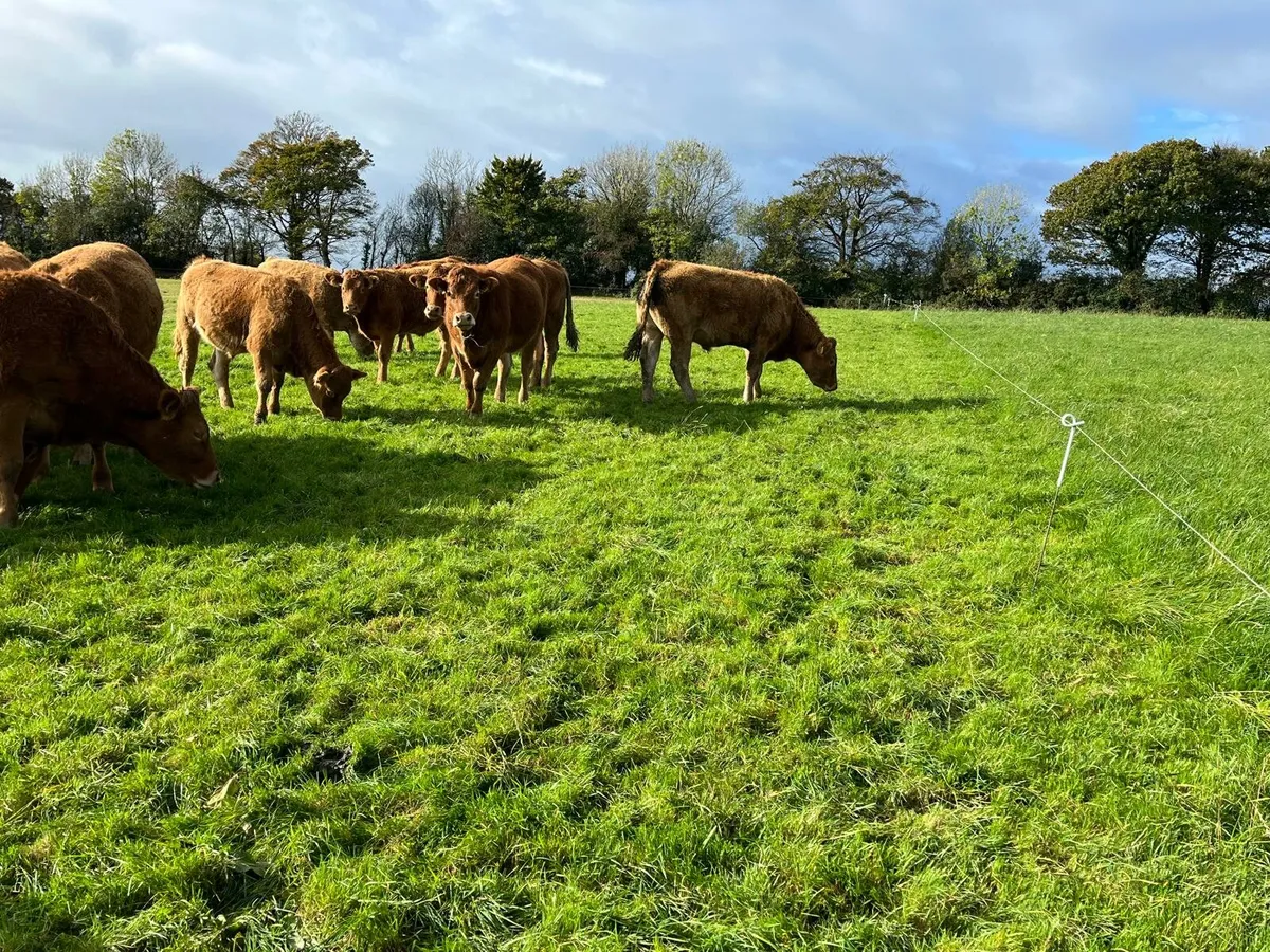 30 Bullocks Enniscorthy Mart Tuesday 28th October - Image 2