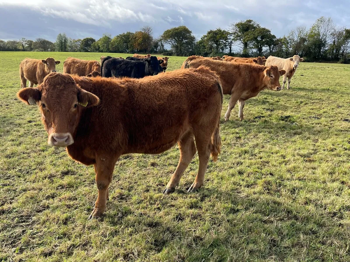30 Bullocks Enniscorthy Mart Tuesday 28th October - Image 3