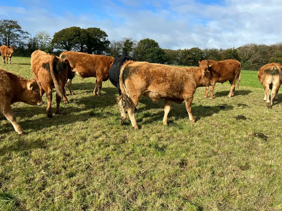 30 Bullocks Enniscorthy Mart Tuesday 28th October - Image 4