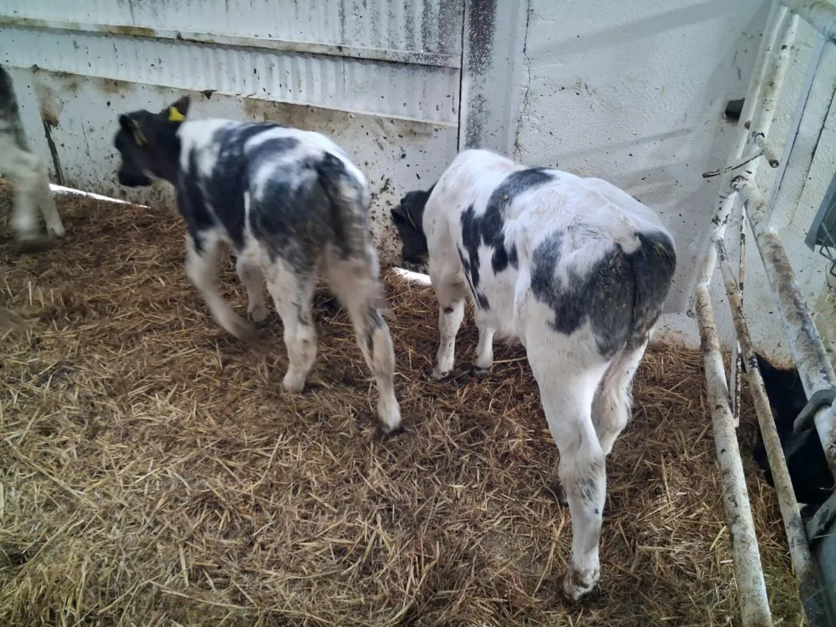 Calves for sale - Image 1