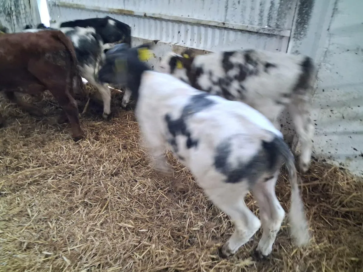 Calves for sale - Image 2