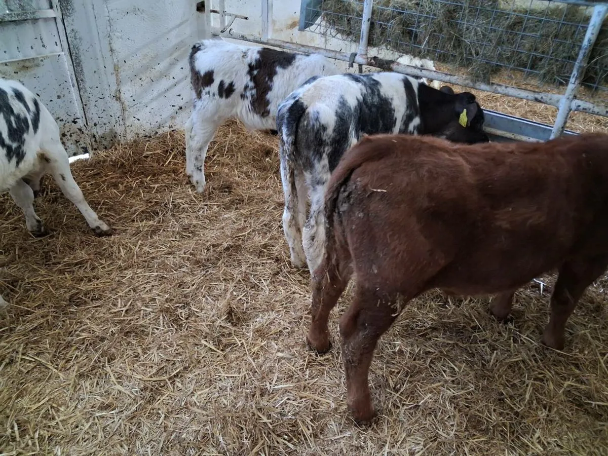 Calves for sale - Image 3