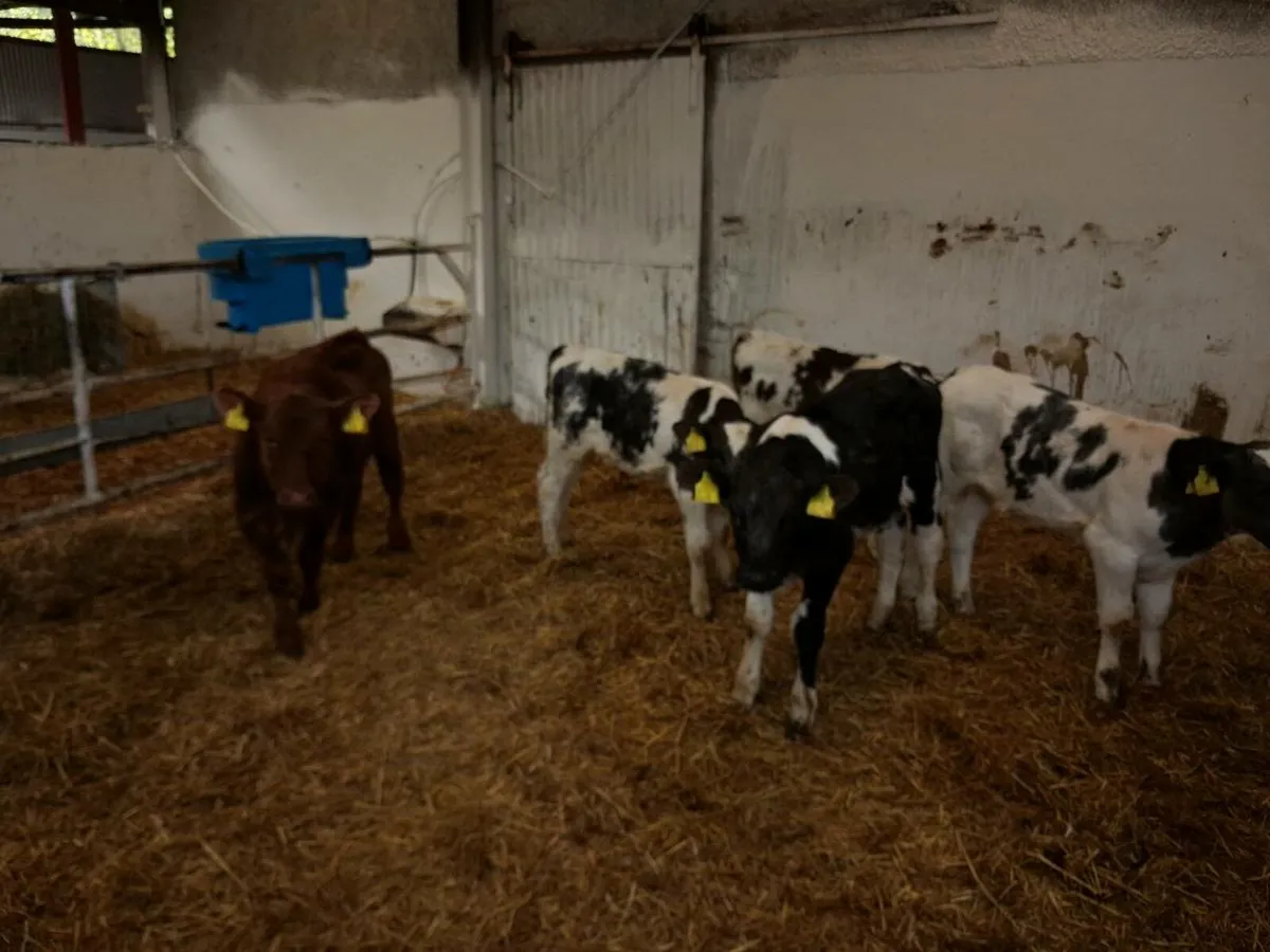 Calves for sale - Image 4