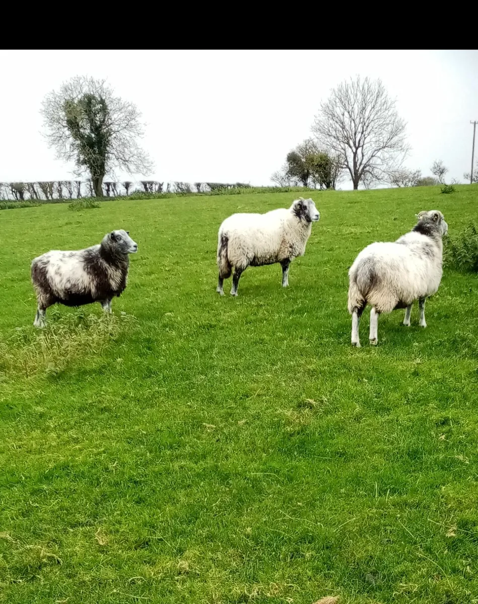 Sheep - Image 1
