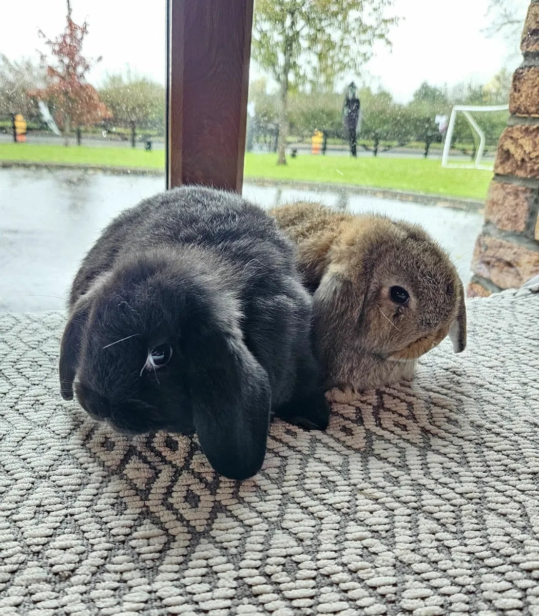 Rabbits - Image 1