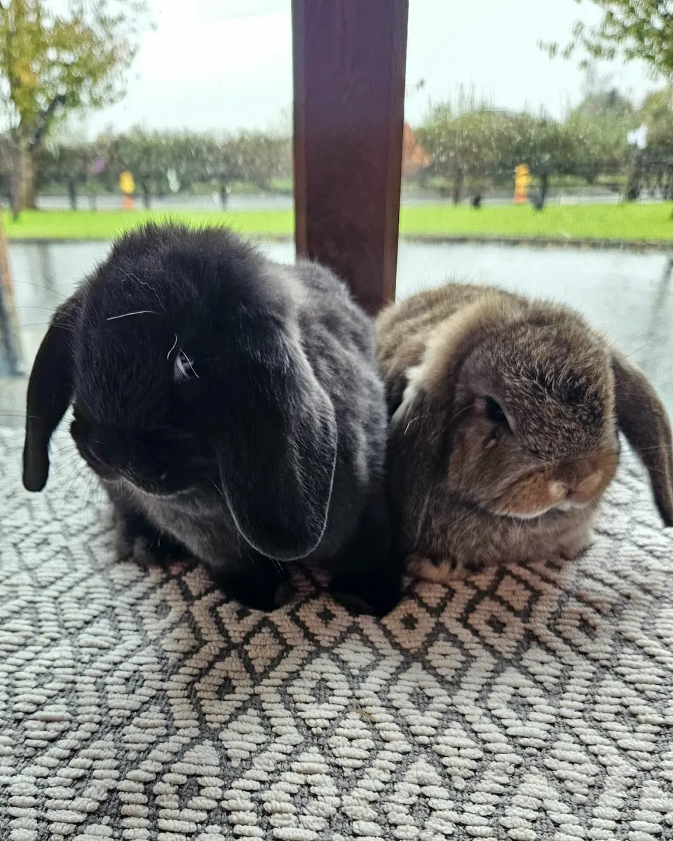 Rabbits - Image 2