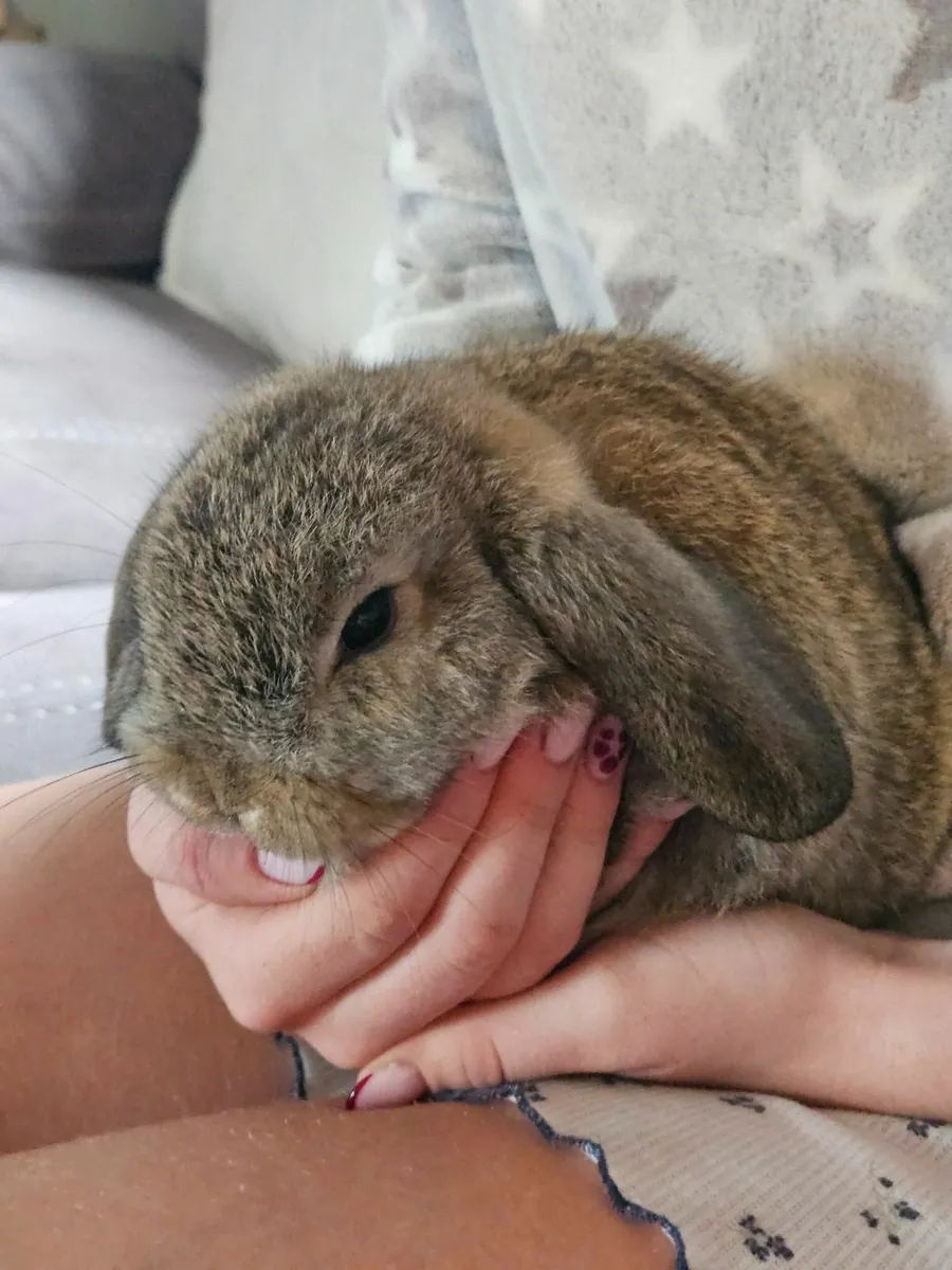 Rabbits - Image 3