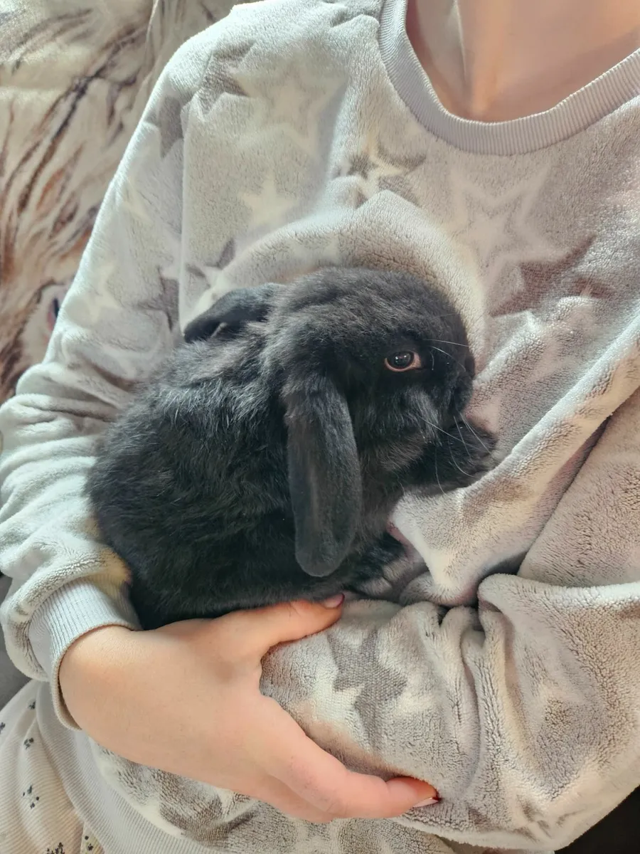 Rabbits - Image 4