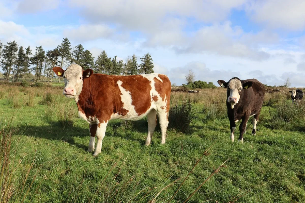 Premium Simmental X Heifers for Sale - Image 3