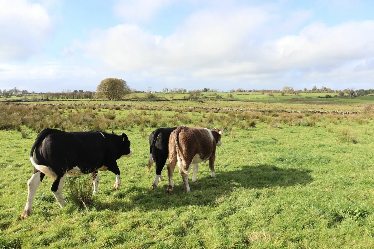 Premium Simmental X Heifers for Sale - Image 4