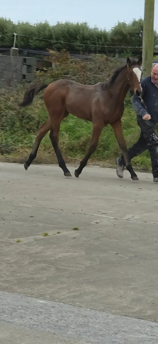 Diamond Roller X Puissance Colt Foal - Image 4