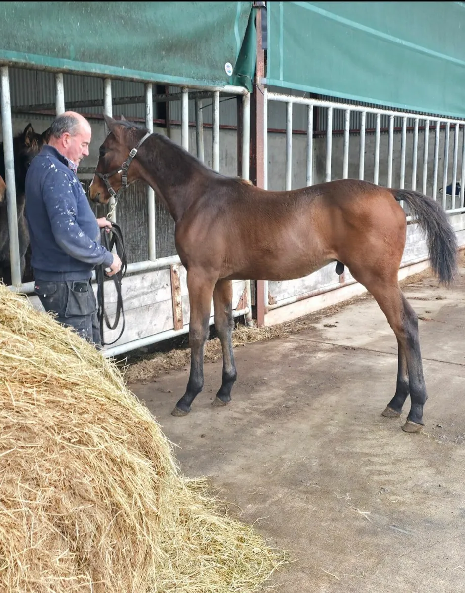 Diamond Roller X Puissance Colt Foal - Image 1