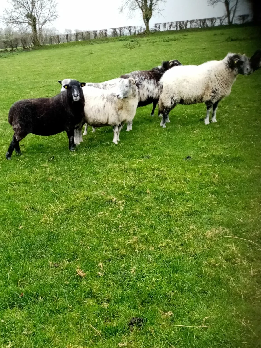 Sheep - Image 2