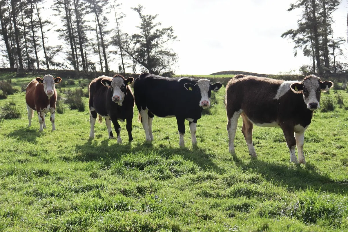Premium Simmental X Heifers for Sale - Image 2