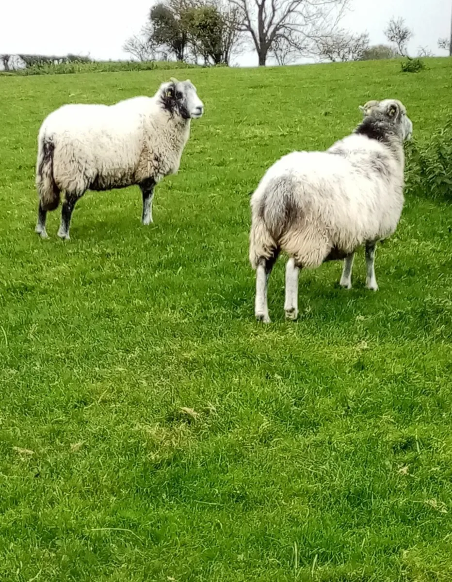 Sheep - Image 4