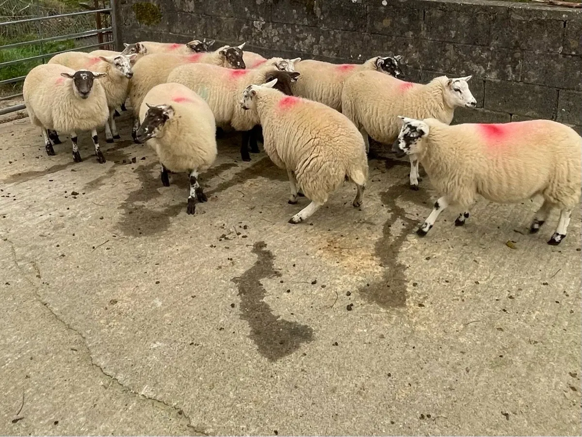 12 CB Ewe lambs for sale - Image 1